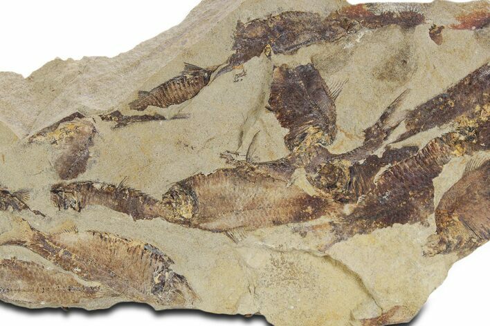 Fossil Fish (Gosiutichthys) Mortality Plate - Wyoming #357172